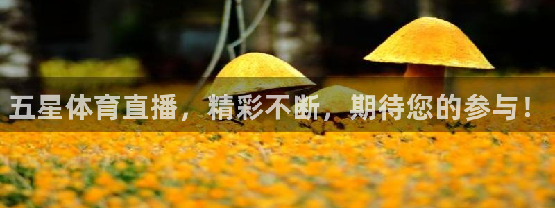 五星体育直播，精彩不断，期待您的参与！